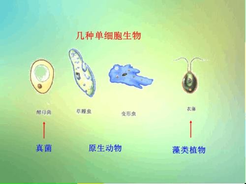 单细胞生物是什么意思