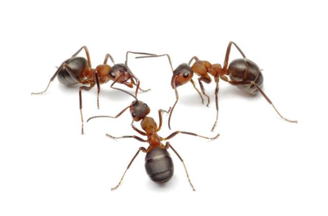 团结的名言30句(团结协作的重要性)(2)