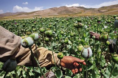 ​全世界都知道金三角是毒品源头，为何没有国家派军队去铲除？