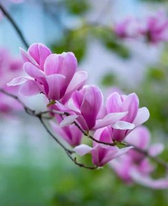 ​上海市花一白玉兰