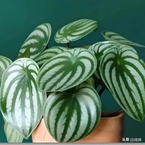 ​冬月18日生日花《西瓜皮椒草》室内的一抹灵动绿意