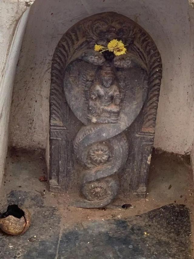 印度五头蛇之谜(印度神秘的蛇文化不止在大街上耍蛇)(8)