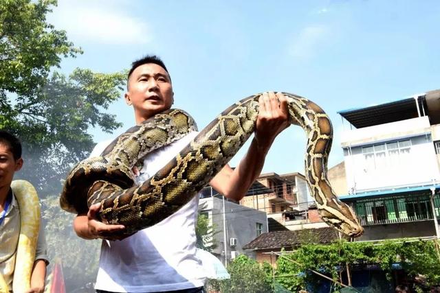 印度五头蛇之谜(印度神秘的蛇文化不止在大街上耍蛇)(14)