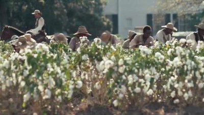 ​当年美国庄园主种棉花是如何“强迫劳动”的？