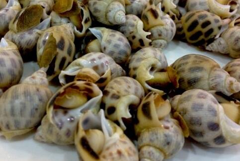 花螺蒸多长时间最好吃（分享蒸花螺的最佳时长）