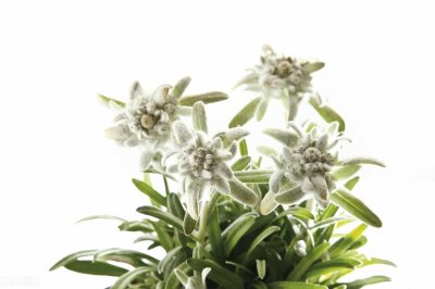 ​太好听！享誉全球的不朽经典《Edelweiss雪绒花》