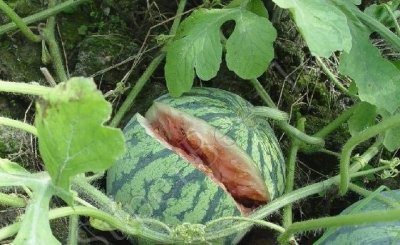 ​西瓜为什么会自己炸开,西瓜切开中间裂了怎么回事