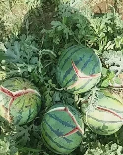 自然生长的西瓜多少天成熟