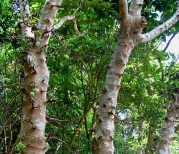 ​世界上最神奇的树——牛奶树，会流奶的树