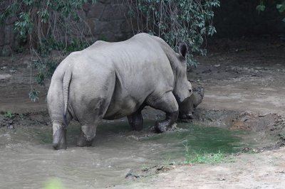 ​实拍三地白犀牛（动物园、东非、南非）