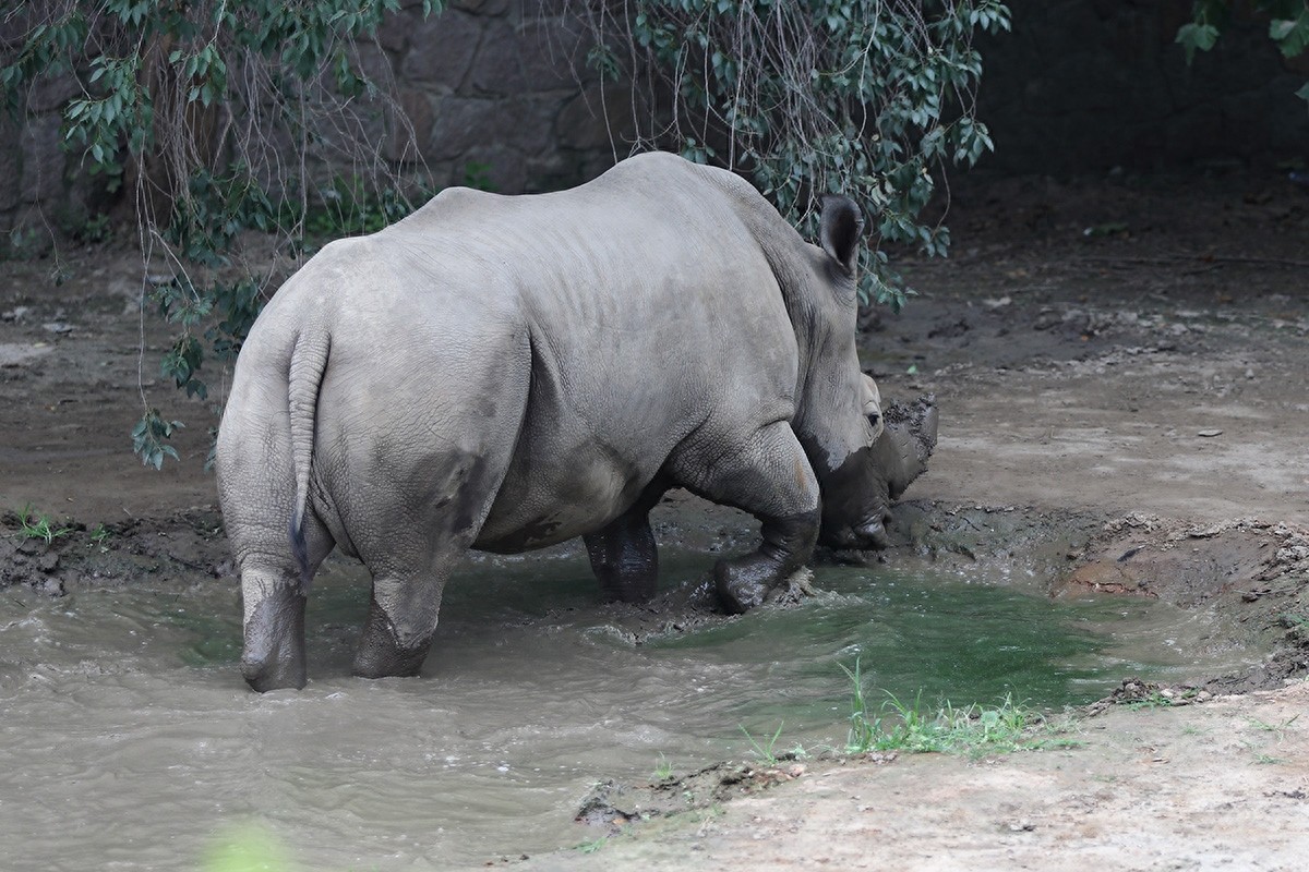 实拍三地白犀牛（动物园、东非、南非）