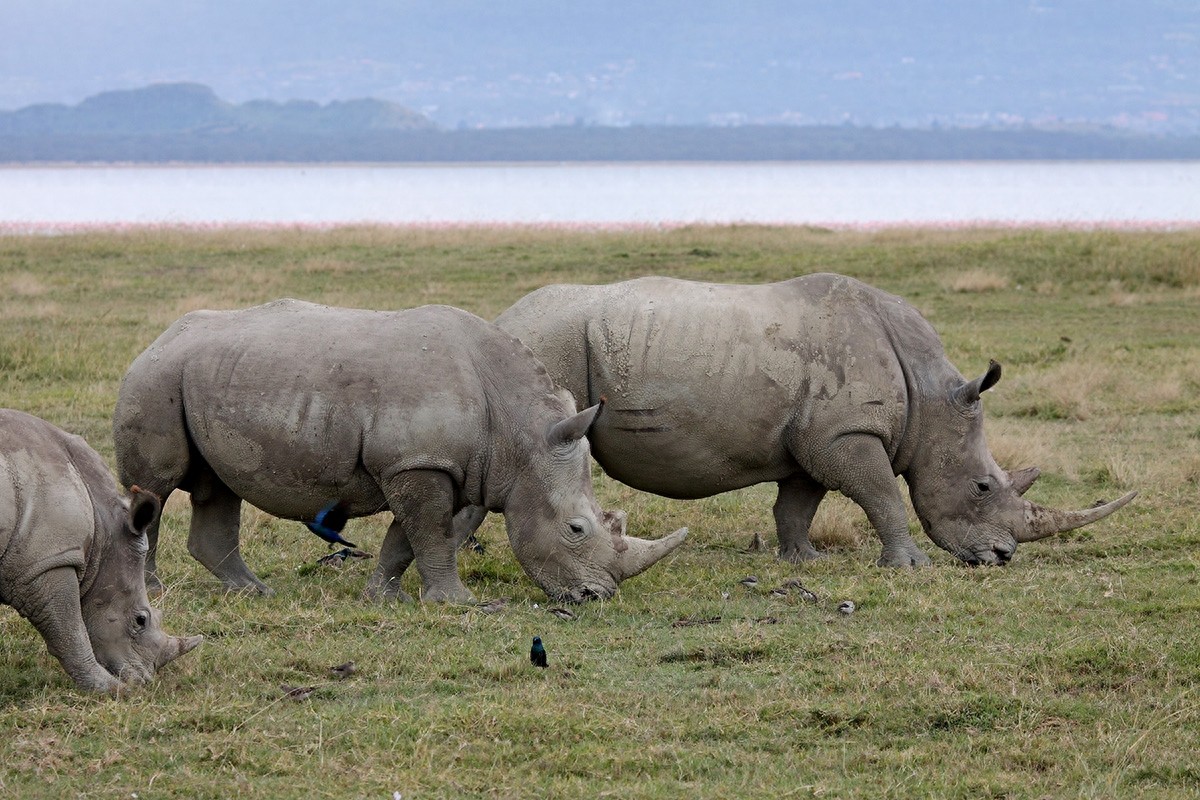 实拍三地白犀牛（动物园、东非、南非）