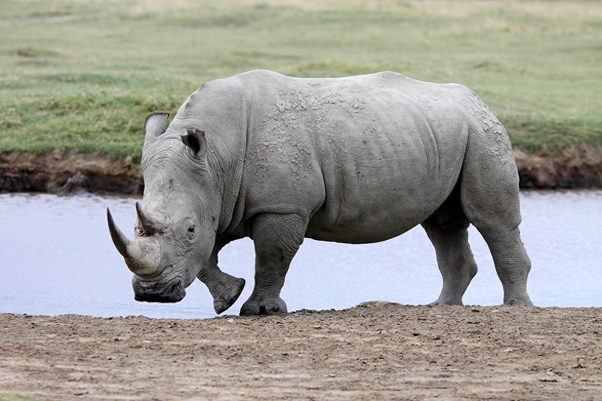 实拍三地白犀牛（动物园、东非、南非）