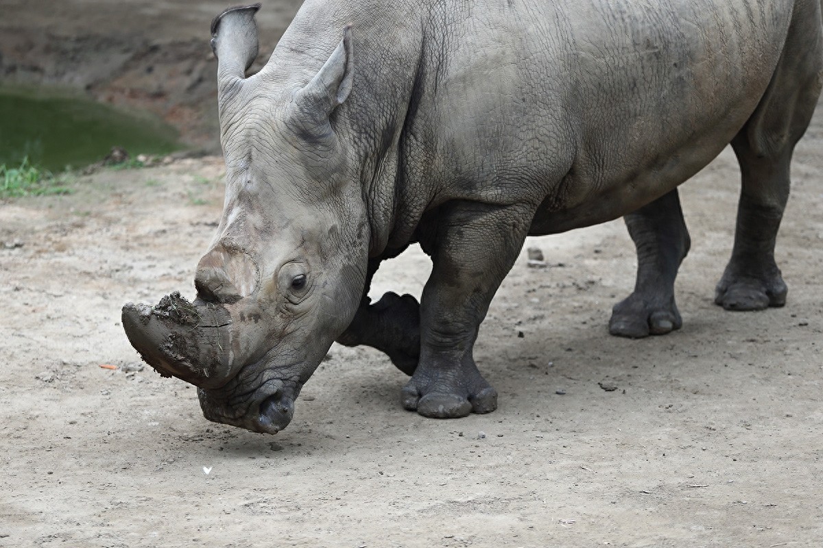 实拍三地白犀牛（动物园、东非、南非）