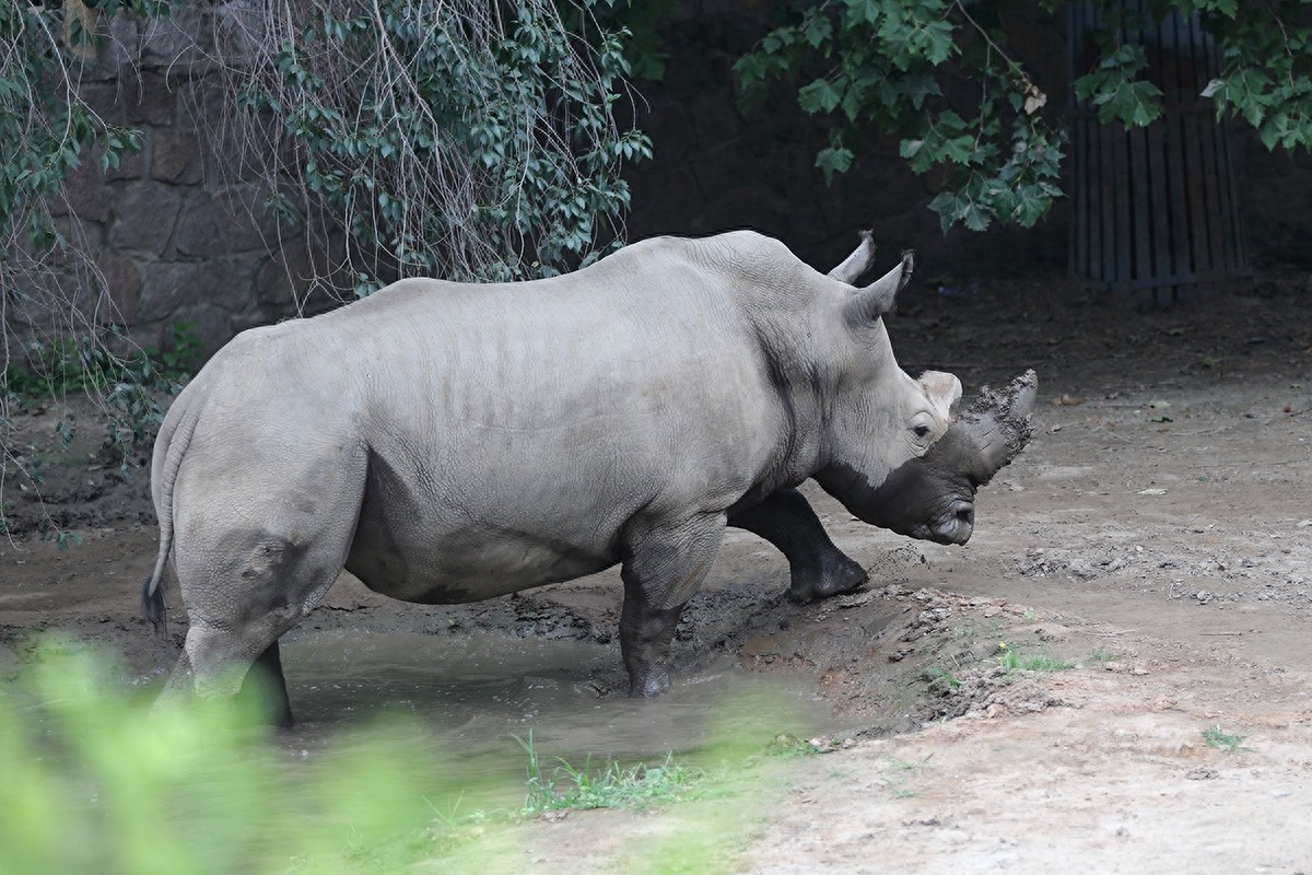 实拍三地白犀牛（动物园、东非、南非）