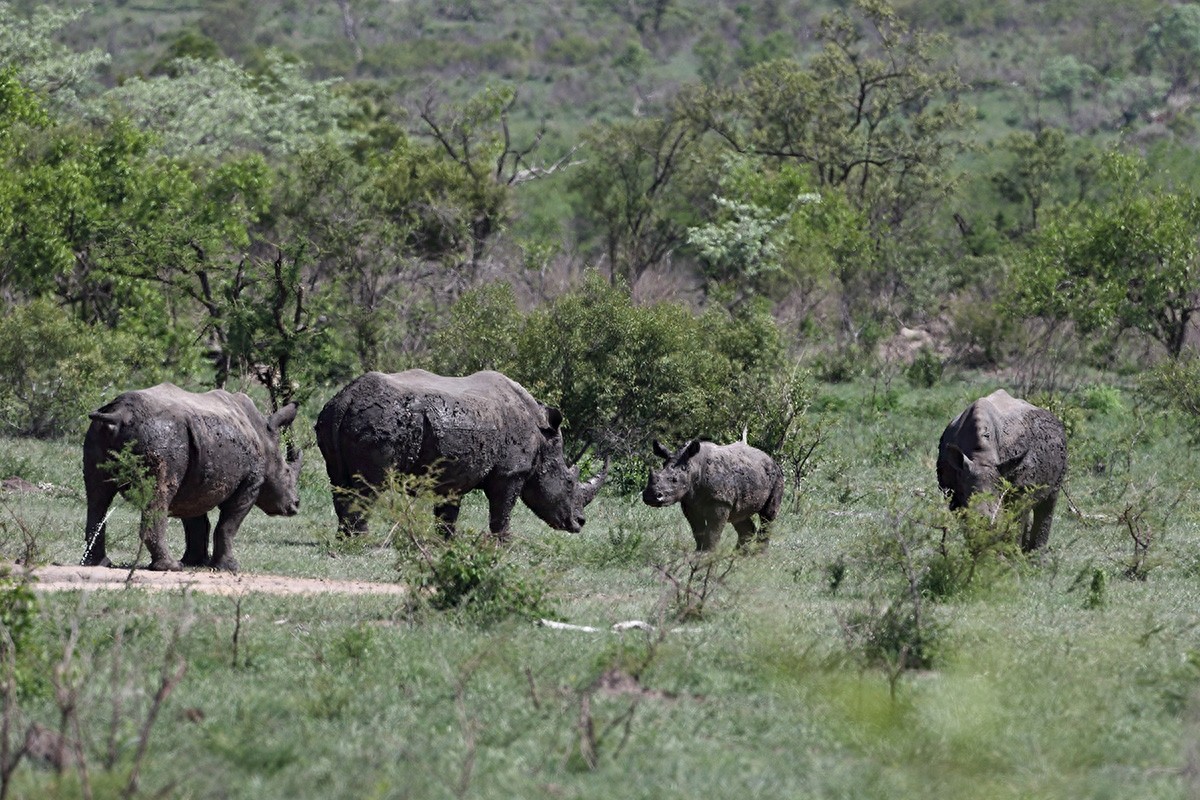 实拍三地白犀牛（动物园、东非、南非）