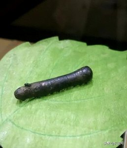 ​【长安里的文物】见证古丝绸之路的“鎏金铜蚕”