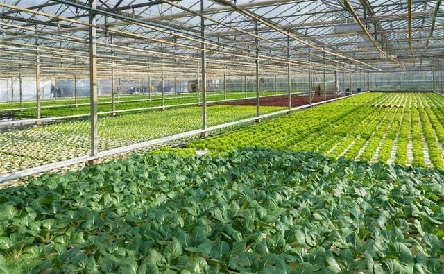 瓜果蔬菜类可用什么消毒液浸泡消毒,可以用84消毒液洗水果蔬菜嘛?图6