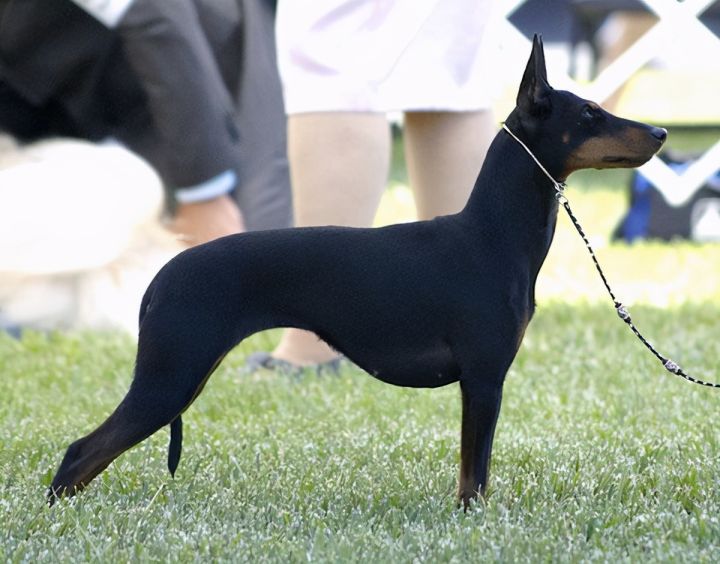 外国的玩具叫什么是什么梗（玩具曼彻斯特梗介绍）