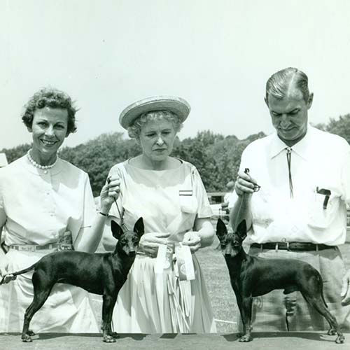 外国的玩具叫什么是什么梗（玩具曼彻斯特梗介绍）