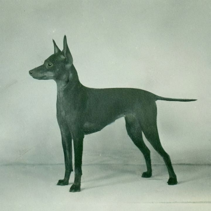 外国的玩具叫什么是什么梗（玩具曼彻斯特梗介绍）