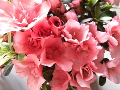 ​杜鹃花叶片干枯不好看，这样处理和养护，叶片茂盛花朵旺