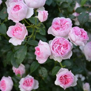 ​这5种“爬墙高手”的仙女月季，快种植起来，别让你的庭院落后了