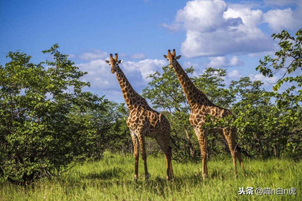 这里是莫桑比克