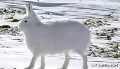 ​兔子界的‘大长腿’北极兔，生活在地球的最北方的兔类动物