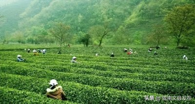 ​【茶旅创新融合 赋能乡村振兴】文县：茶香弥漫青山绿水间