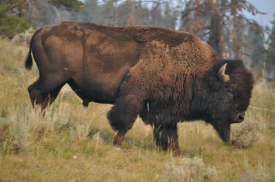 ​先杀6000万头到灭绝，再列为国兽保护，美国野牛到底经历了什么？