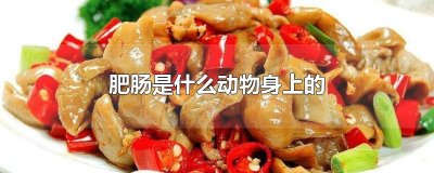 ​肥肠是什么动物身上的