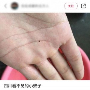 ​四川人都怕的“咩咩蚊”是什么？专家：是蠓，被叮咬后可涂抹唾液或者热水浸泡