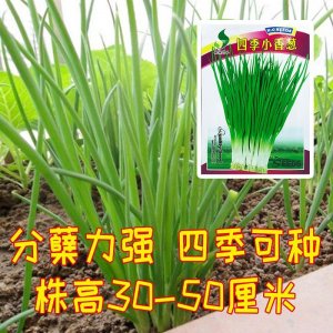 ​四季小香葱！四季均可种植，四季常青！品质优秀！推荐农户