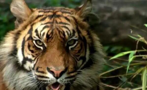 生活冰清玉洁是什么生肖哪个动物，常形容兔也指的虎(玉无点为王)  2