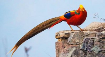 ​山西鸟类图鉴｜红腹锦鸡