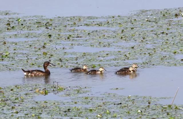 合肥周边哪些城市适合自驾游(合肥荐玩合肥周边适合周末自驾的8个神仙地)(4)