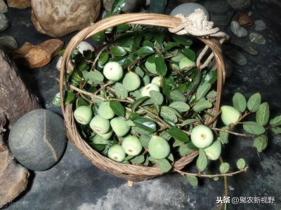 ​这种果制作出来的凉粉你吃过吗？薜荔果：天然原始的凉粉制作材料