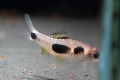 ​鱼类百科之梦幻小丑灯鱼