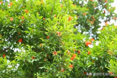 ​简衣笔下的毛老太太