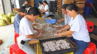 ​南丰： 甲鱼蛋市场购销两旺