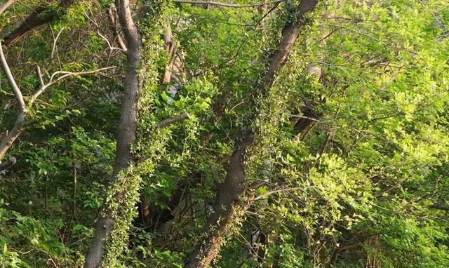 泉州这座山上的学校,除了8个食堂,还有这些鲜为人知的真相……