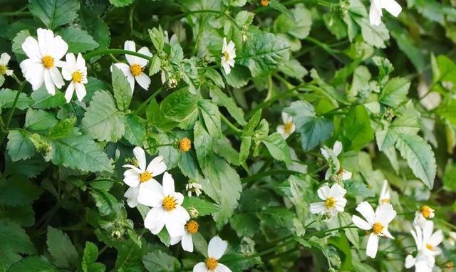 泉州这座山上的学校,除了8个食堂,还有这些鲜为人知的真相……