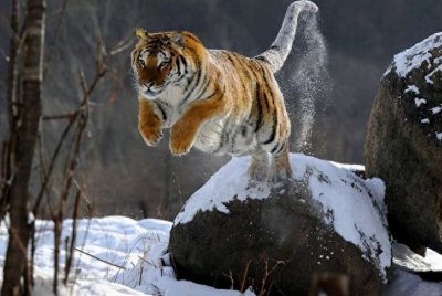 ​西伯利亚到底有多可怕？为何东北虎敢猎杀棕熊，却不敢深入其中