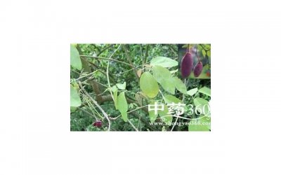 ​角鲨烷的功效（角鲨烷有什么功效和如何使用）