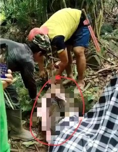 ​真吓人！蟒蛇吃人并非谣言，印尼一45岁妇女被5米长蟒蛇吞食！