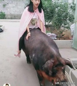 ​养好母猪就靠这四点