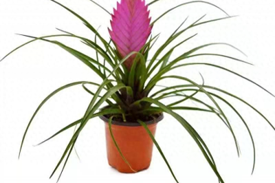 ​铁兰花的养殖方法？花农说出其中的奥秘，赶快学起来吧