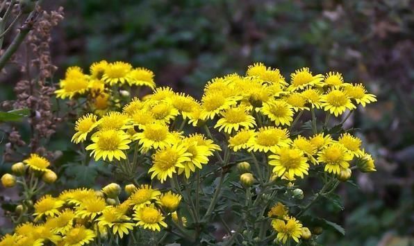 菊花的象征意义,菊花茶的象征意义?图3