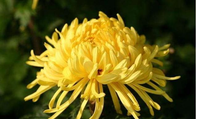 菊花的象征意义,菊花茶的象征意义?图4